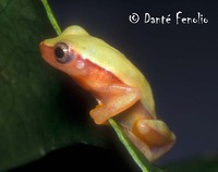 : Dendropsophus anataliasiasi