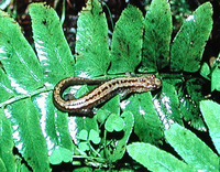 : Desmognathus orestes; Blue Ridge Dusky Salamander