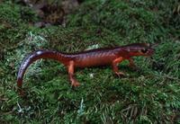 : Ensatina eschscholtzii xanthopicta; Yellow-eyed Ensatina