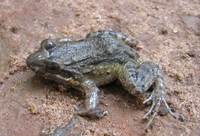 : Leptodactylus podicipinus; Pointedbelly Frog