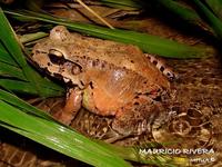 : Leptodactylus savagei; Savage's Thin-toed Frog