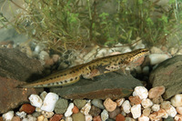 : Lissotriton helveticus helveticus; Palmate Newt