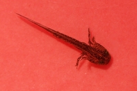 : Mesotriton alpestris; Alpine Newt