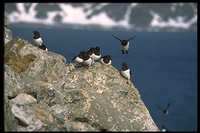 : Alle alle; Little Auk, Dovekie