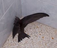 : Apus apus; Common Swift