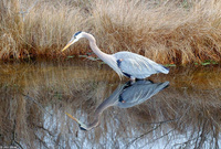 : Ardea herodias herodias; Great Blue Heron