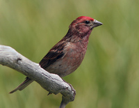 : Carpodacus cassinii; Cassin's Finch