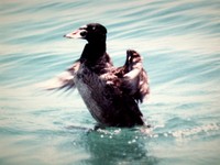 : Melanitta perspicillata; Surf Scoter