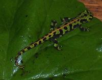 : Triturus marmoratus; Marbled Newt