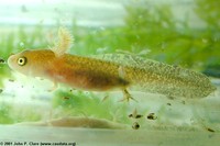 : Tylototriton verrucosus; Yunnan Newt