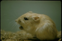 : Dipodomys deserti; Desert Kangaroo Rat