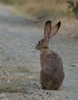 : Lepus californicus; Black-tailed Jackrabbit