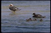 : Tachyeres brachypterus; Falkland Steamerduck