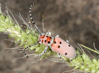 : Tetraopes sp.; Milkweed Longhorn