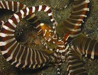 : Wunderpus photogenicus; Wunderpus