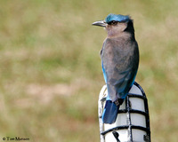 Indian Roller