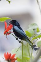 Hair-Crested Drongo 髮冠卷尾