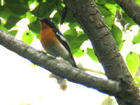 Ficedula mugimaki Mugimaki Flycatcher ムギマキ♂