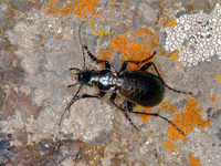 Carabus gigolo