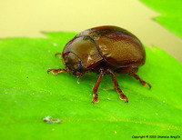 Chrysolina staphylaea