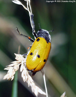 Lachnaia sexpunctata