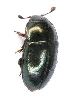 Meligethes aeneus