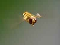 Episyrphus balteatus - Marmelade Fly