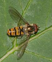 Episyrphus balteatus - Marmelade Fly