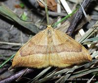 Watsonalla cultraria - Barred Hook-tip