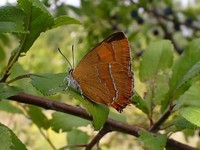 Thecla betulae - Brown Hairstreak