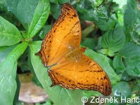 Vindula arsinoe