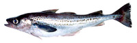 Theragra chalcogramma, Alaska pollock: fisheries