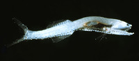 Cyclothone braueri, Garrick: