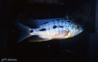 Protomelas spilonotus, : aquarium