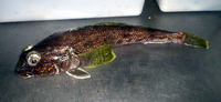 Gobionotothen gibberifrons, Humped rockcod: fisheries