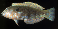 Halichoeres lapillus, Jewelled wrasse: