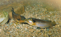 Lamprologus ocellatus, : aquarium