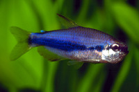 Inpaichthys kerri, Royal tetra: aquarium