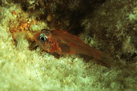 Apogon erythrinus, Hawaiian ruby cardinalfish: