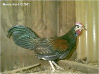 Green Junglefowl, Gallus varius