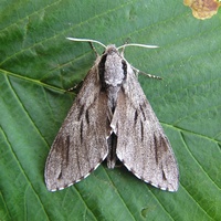 Sphinx pinastri - Pine Hawk-moth