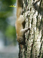 Image of: Callosciurus erythraeus (Pallas's squirrel)