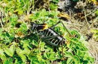 Polysarcus denticaudus