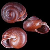 Rhysotina hepatizon