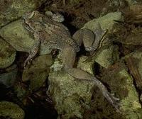 Image of: Ascaphus truei (tailed frog)