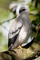 Leucopternis albicollis - White Hawk
