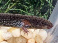 Image of: Siren intermedia (lesser siren)