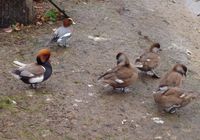 Netta rufina - Red-crested Pochard