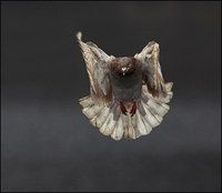 Columba livia f. domestica - Domestic pigeon