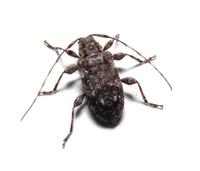 Image of: Astylopsis